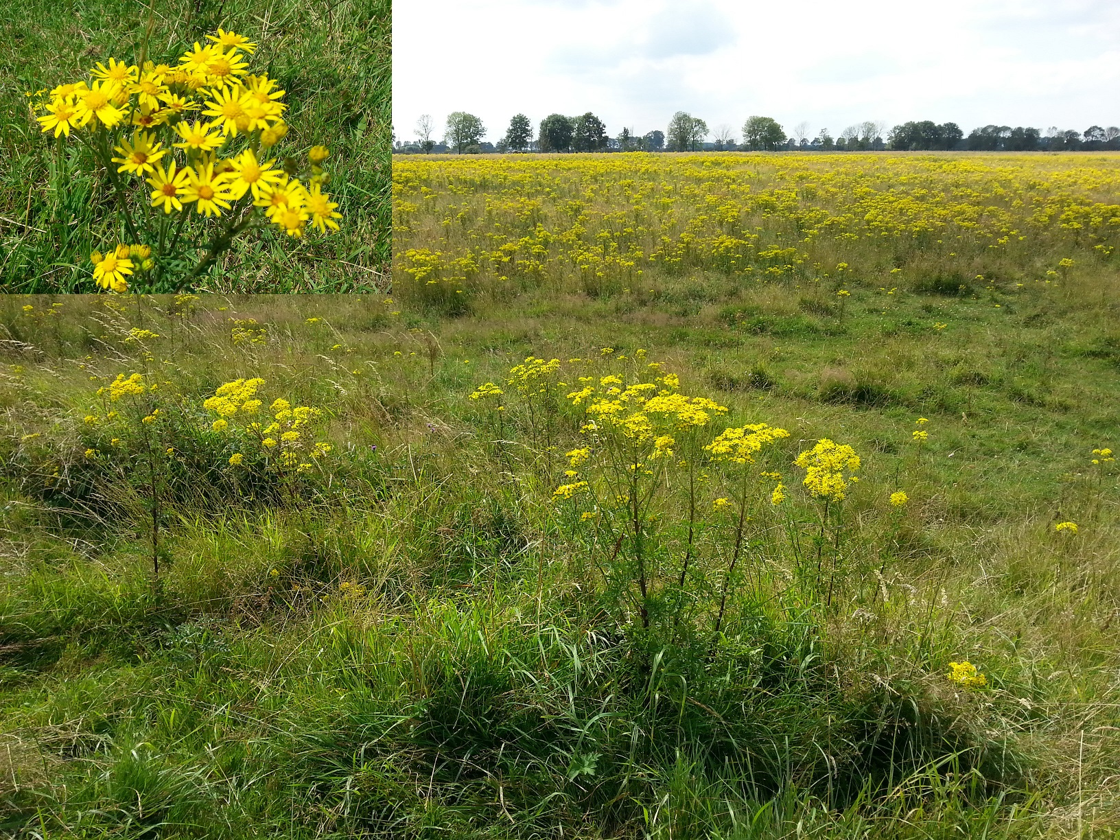 Gele bloem die uiterwaarden geel kleurt